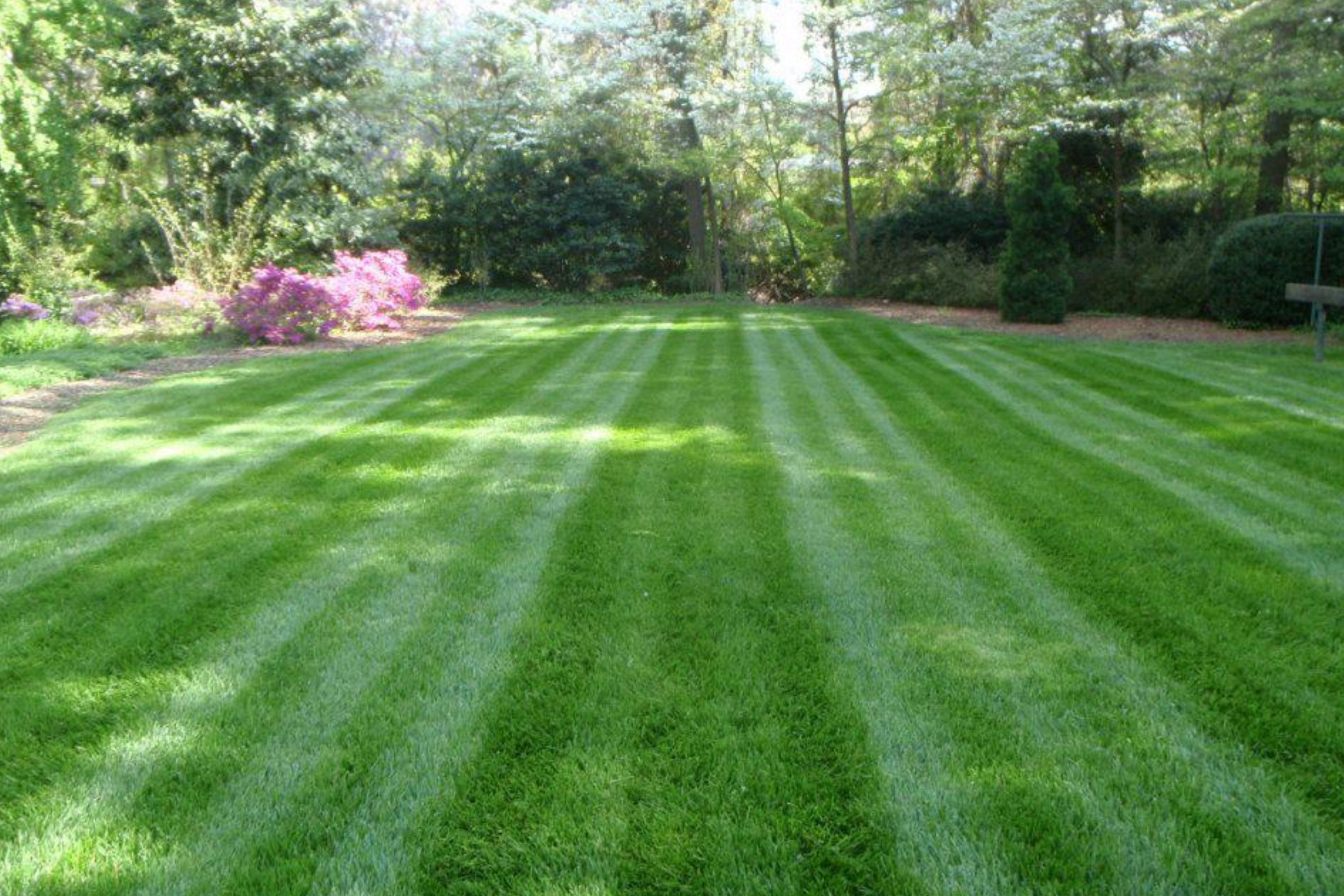 Professional landscape maintenance